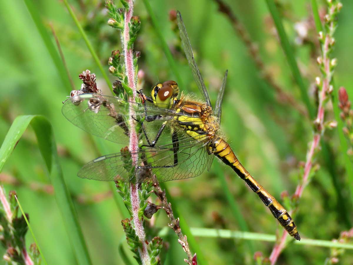 Sympetrum_danae